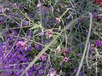 photos 2000-200902716